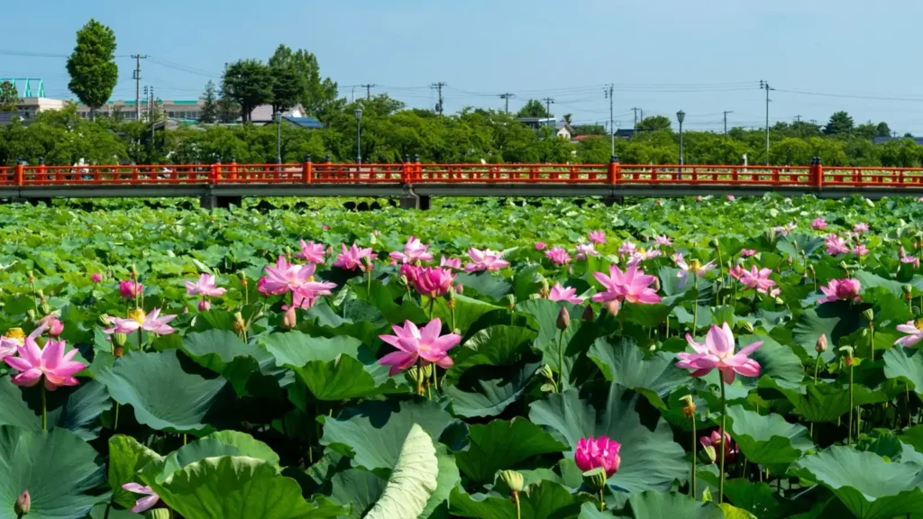 高田城址公園に咲く蓮の花