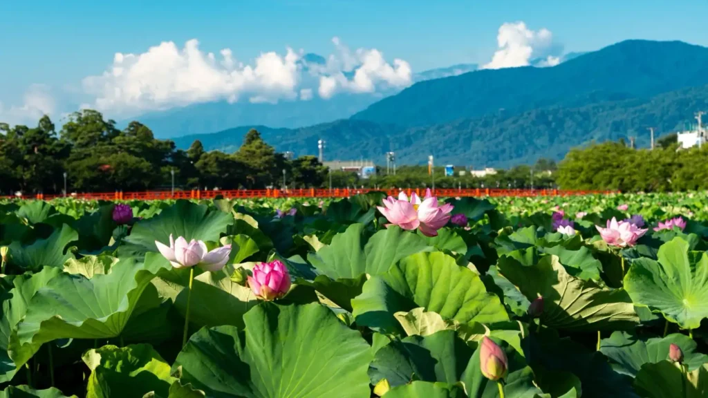 高田城址公園に咲く蓮の花