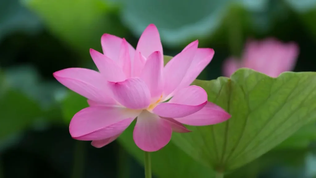高田城址公園に咲く蓮の花