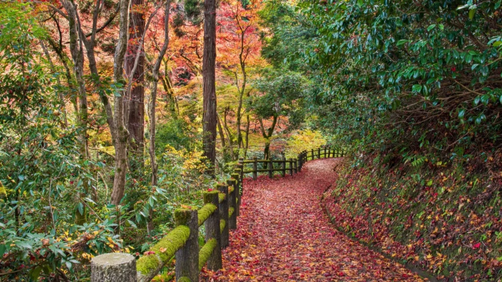 加茂山公園-もみじ谷の紅葉